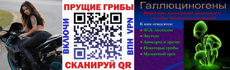 Галлюциногенные грибы Psilocybe  Заозёрный 